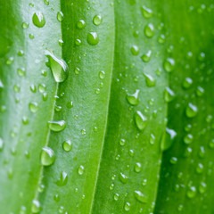 Beautiful green leaf with drops of water