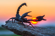 Scorpion at sunset (Scorpionida) 