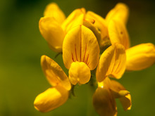 Lovely Growing And Budding Yellow Wild Flower Up Close
