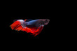 Fighting fish Red Tail pattern National flag Thailand and Black Background