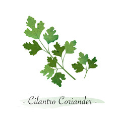 Wall Mural - Colorful watercolor texture vector healthy vegetable cilantro coriander