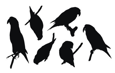 Wall Mural - Set of black vector silhouettes of parrots sitting on branch