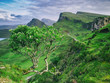 View of the fantastic Quiraing in Isle of Skye with a hardy rowan tree growing on the very edge of a cliff. Scottish highlands, United Kingdom