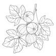 Vector branch with outline Common Fig or Ficus carica fruit and leaf in black isolated on white background. Perennial subtropical plant in contour style for exotic summer design and coloring book.