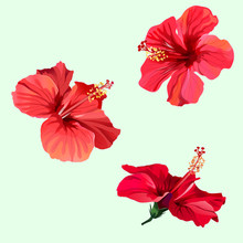 Three Red Hibiscus Flowers