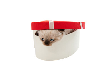 Sticker - Lop eared kitten isolated