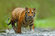 Tiger with splash river water. Tiger action wildlife scene, wild cat, nature habitat. Tiger running in water. Danger animal, tajga in Russia. Animal in the forest stream. Grey stone, river droplet.