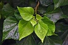 Rain Drops On Green Leaves