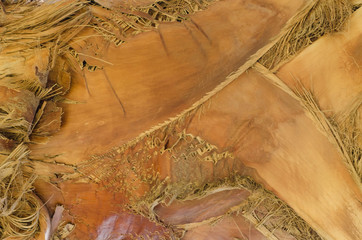 Bark of a palm tree background