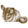 engraving illustration of chinchilla