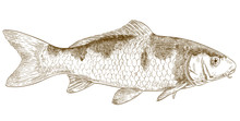 Engraving Illustration Of Koi Fish