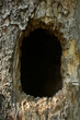 Tree hollow close up, a vertical picture