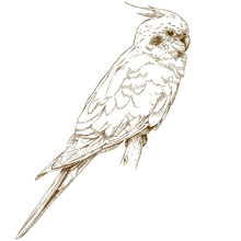 Engraving Illustration Of Cockatiel