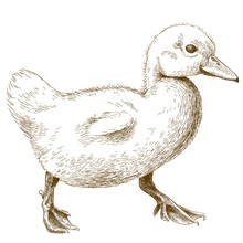 Engraving Illustration Of Duckling