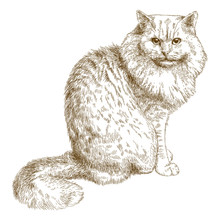 Engraving Illustration Of Big Cat