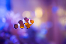 Finding Nemo, Amphiprion Ocellaris Clownfish In Marine Aquarium