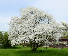 dogwood tree