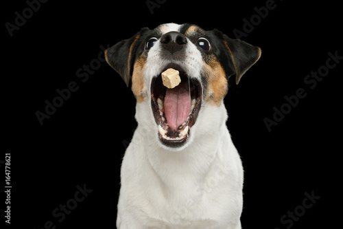 Zdjęcie XXL Portret Śmieszny Jack Russell Terrier psa chwyta fundy z rozpieczętowanym usta odizolowywającym na Czarnym tle, Frontowy widok