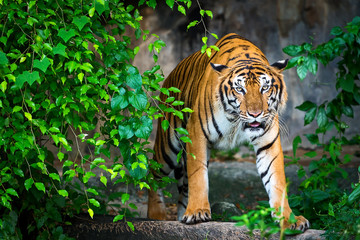 Wall Mural - Close up tiger.