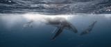 Whale Kiss - Mother & Calf - Tonga