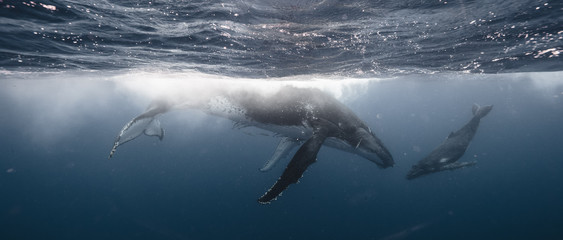 whale kiss - mother & calf - tonga
