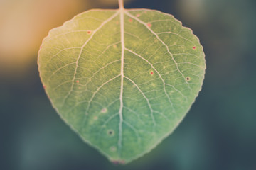 Wall Mural - Closeup Trembling Aspen with Blurred Background