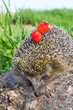 Young prickly hedgehog with strawberries on the log
