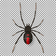 Black spider isolated on transparent backdrop. Top view on realistic insect with red points. Vector illustration.