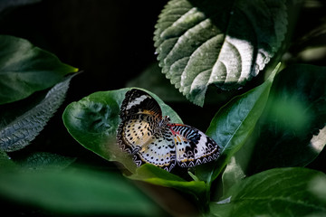 Schmetterling