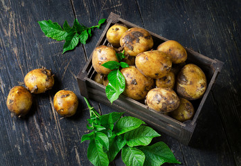 Wall Mural - Raw potatoes