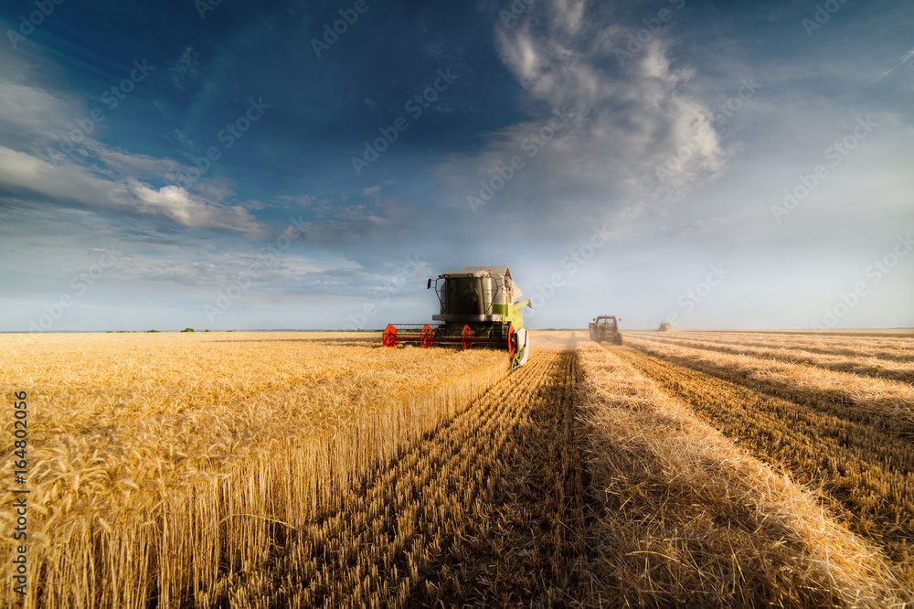 Harvesting of wheat fields in summer - obrazy, fototapety, plakaty 