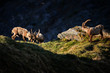 Alpine Ibex - Capra ibex, Alps, Austria