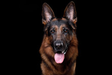 Dog German Shepherd On A Black Background
