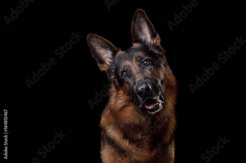 Cuadros en Lienzo Dog German shepherd on a black background