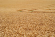 Schönes Getreidefeld mit Traktorspur