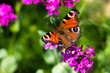 Butterfly and pink flowers.