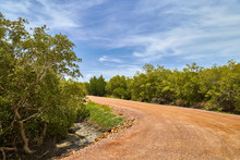 Rural Dirt Road Bend To Left , Mangrove Trees Along The Road