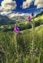Pink Foxglove Flowers On Green Slopes Of Gwynant Valley In Snowdonia