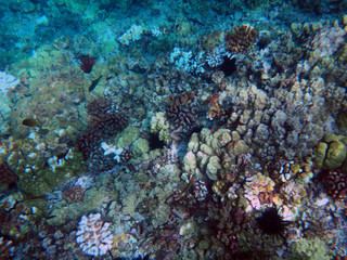 Sea life of Molokini Crater, Maui, Hawaii.