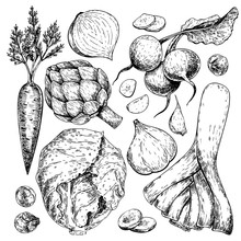 Vector Hand Drawn Set Of Farm Vegetables. Isolated Carrot, Articoke, Leek, Radish, Cabbage, Garlic. Engraved Art.