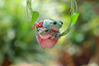 Tree frog, Dumpy frog swinging on branch