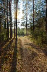 Wall Mural - the path through the pine forest in the rays of the sun.