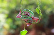Tree frog, dumpy frog swinging