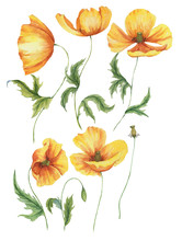 Hand-drawn Watercolor Floral Illustration Of The Yellow Poppy Flowers. Natural Drawing Isolated On The White Background. Wild Meadow Flowers