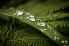Fresh Rain Drops On The Grass And Fern Leaves