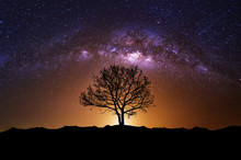 Night Scene With Milky Way And Old Tree
