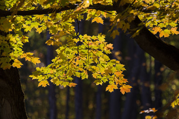 Sticker - Maple forest in autumn