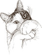 Sketch of a frightened domestic cat