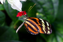 Tiger Longwing  Butterfly Heliconius Ismenius Feeding On Flower
