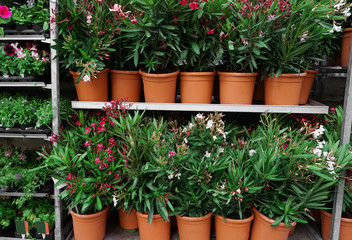 Wall Mural - Different plants on shelves in store